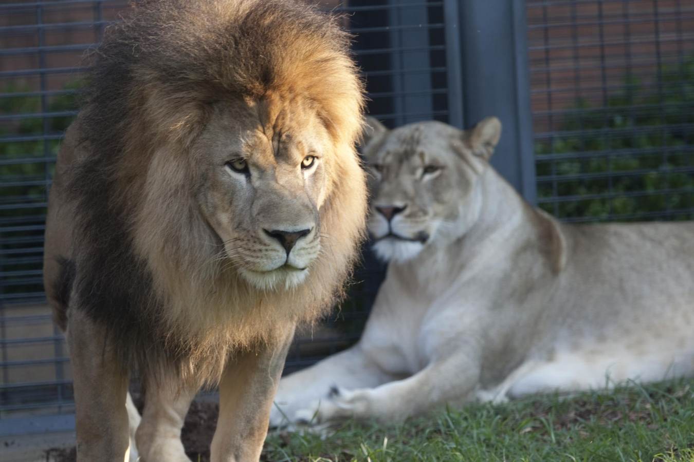 George H. Carroll Lion Habitat - Visit Florence